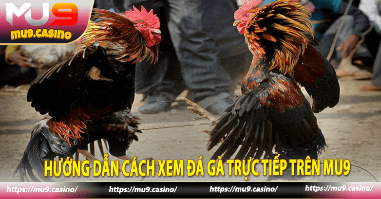 Hướng dẫn cách xem đá gà trực tiếp trên Mu9