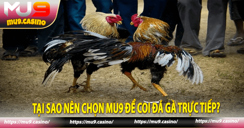 Tại sao nên chọn Mu9 để coi đá gà trực tiếp?